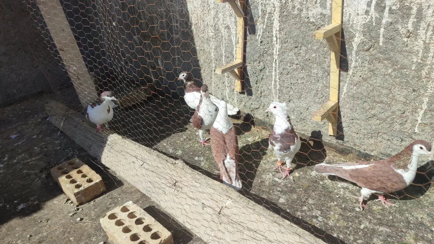 6تا کفتر نر هوایی|پرنده|فریمان, |دیوار