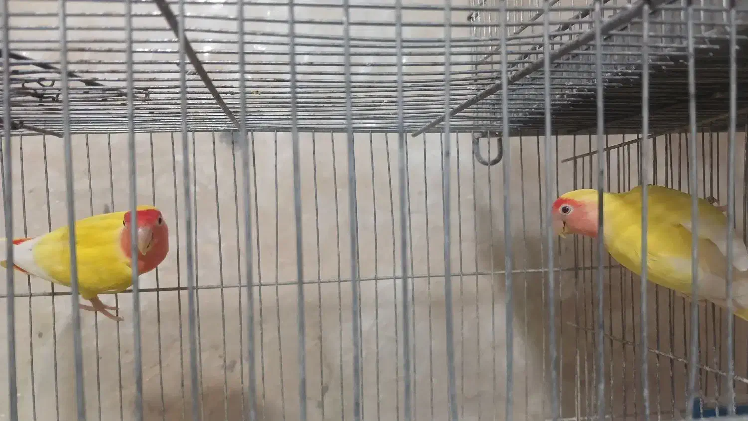 عروس و کوتوله|پرنده|اردستان, |دیوار