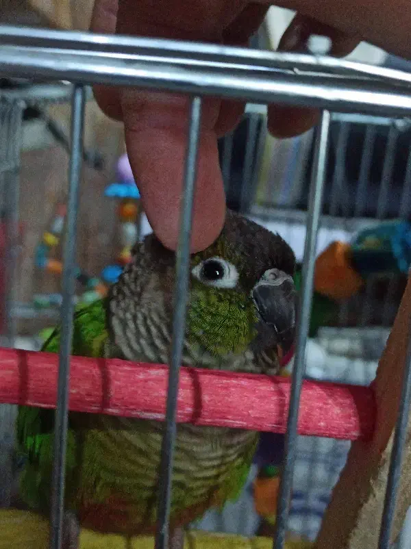 طوطی گرینچک|پرنده|مشکین‌دشت, |دیوار