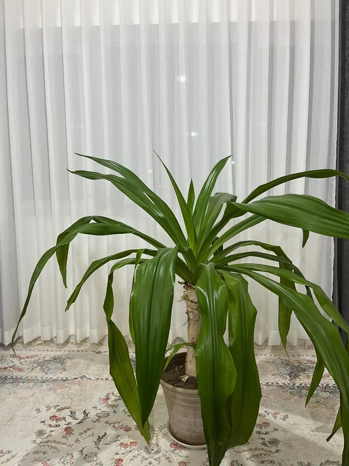 گیاه اشک ملکه ۹ ساله|گل و گیاه طبیعی|پرند, فاز ۶|دیوار