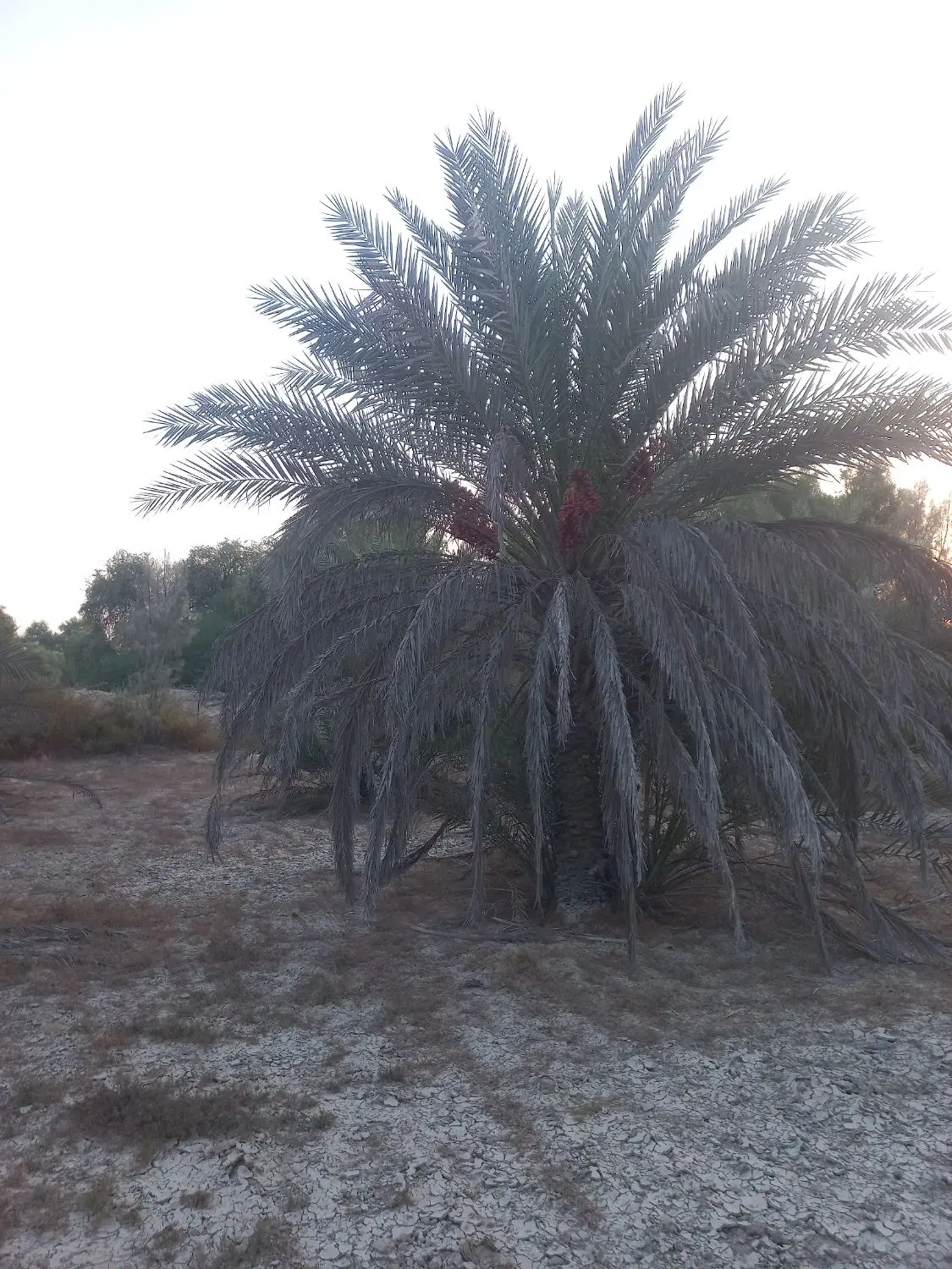 تصویر اصلی