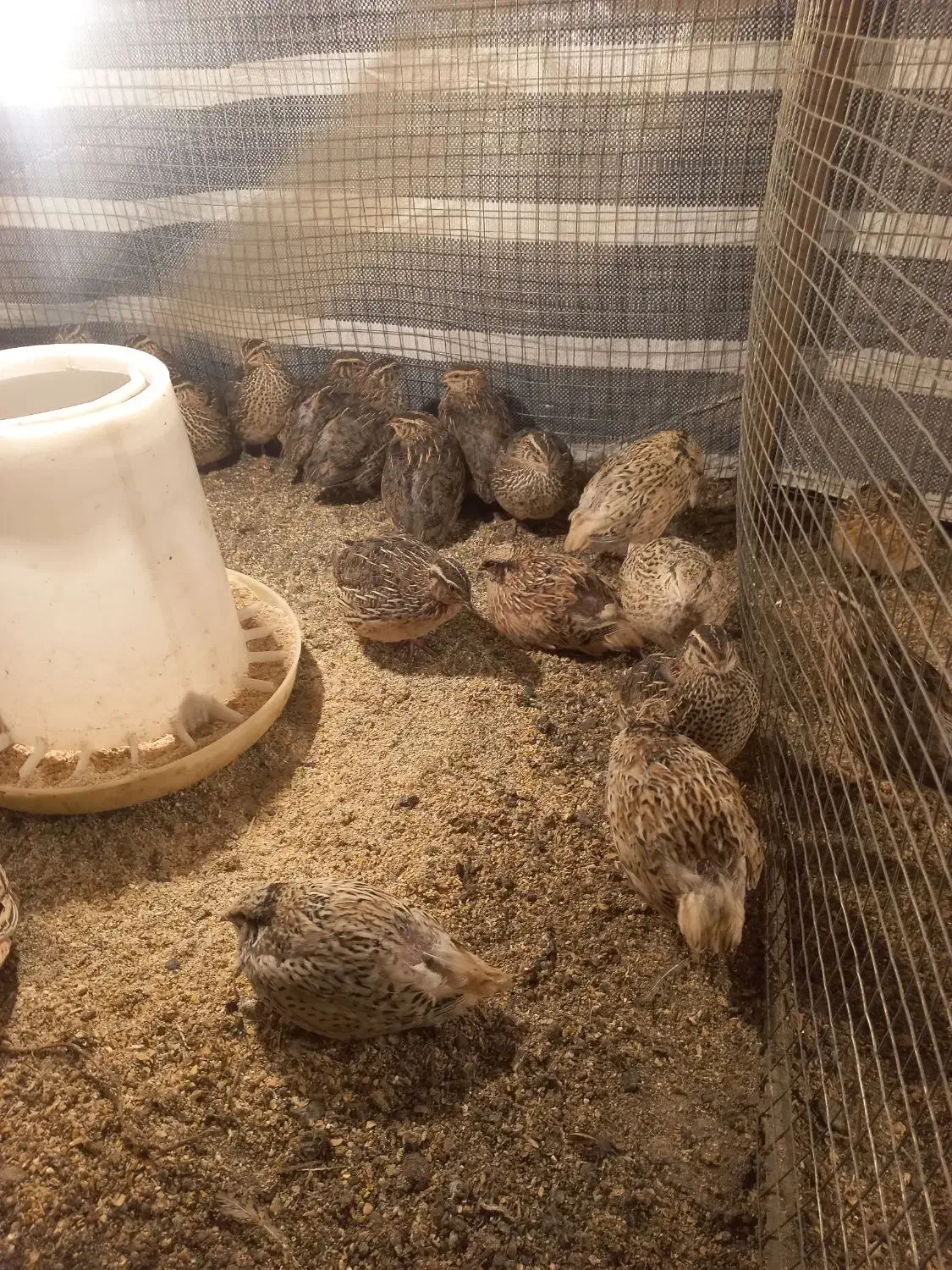 بلدرچین تخم گذار|حیوانات مزرعه|لیسار, |دیوار