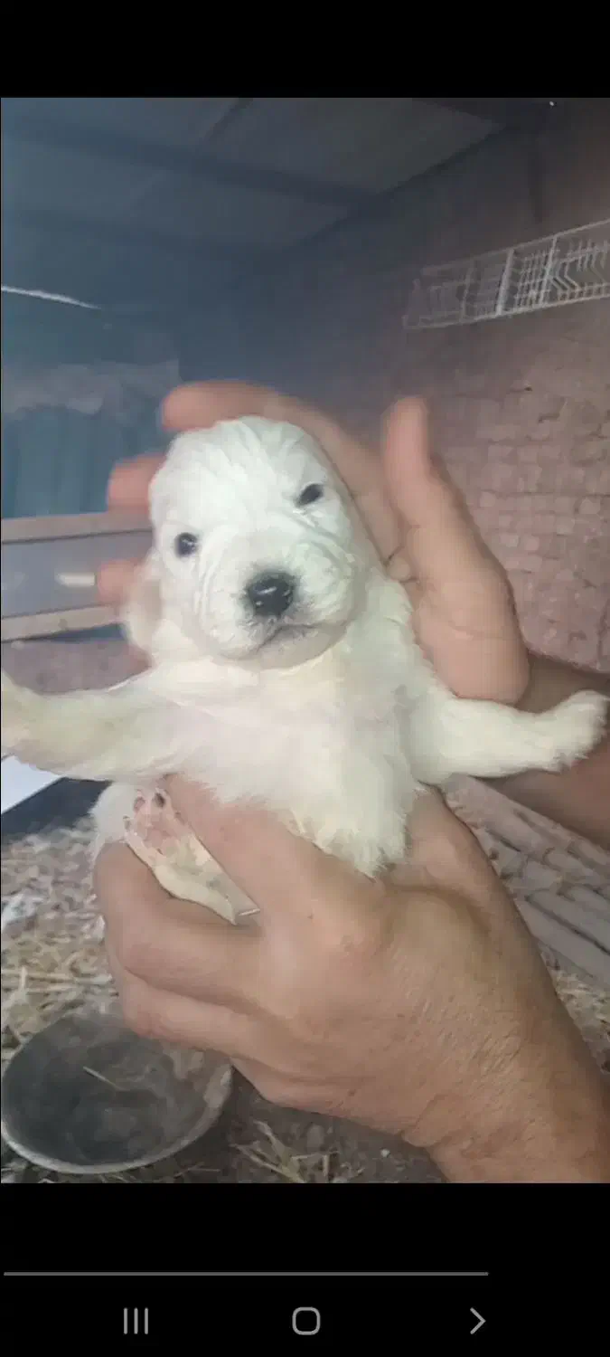 سگ پاکوتاه اشپیتز|سگ|تهران, امام زاده عبدالله|دیوار