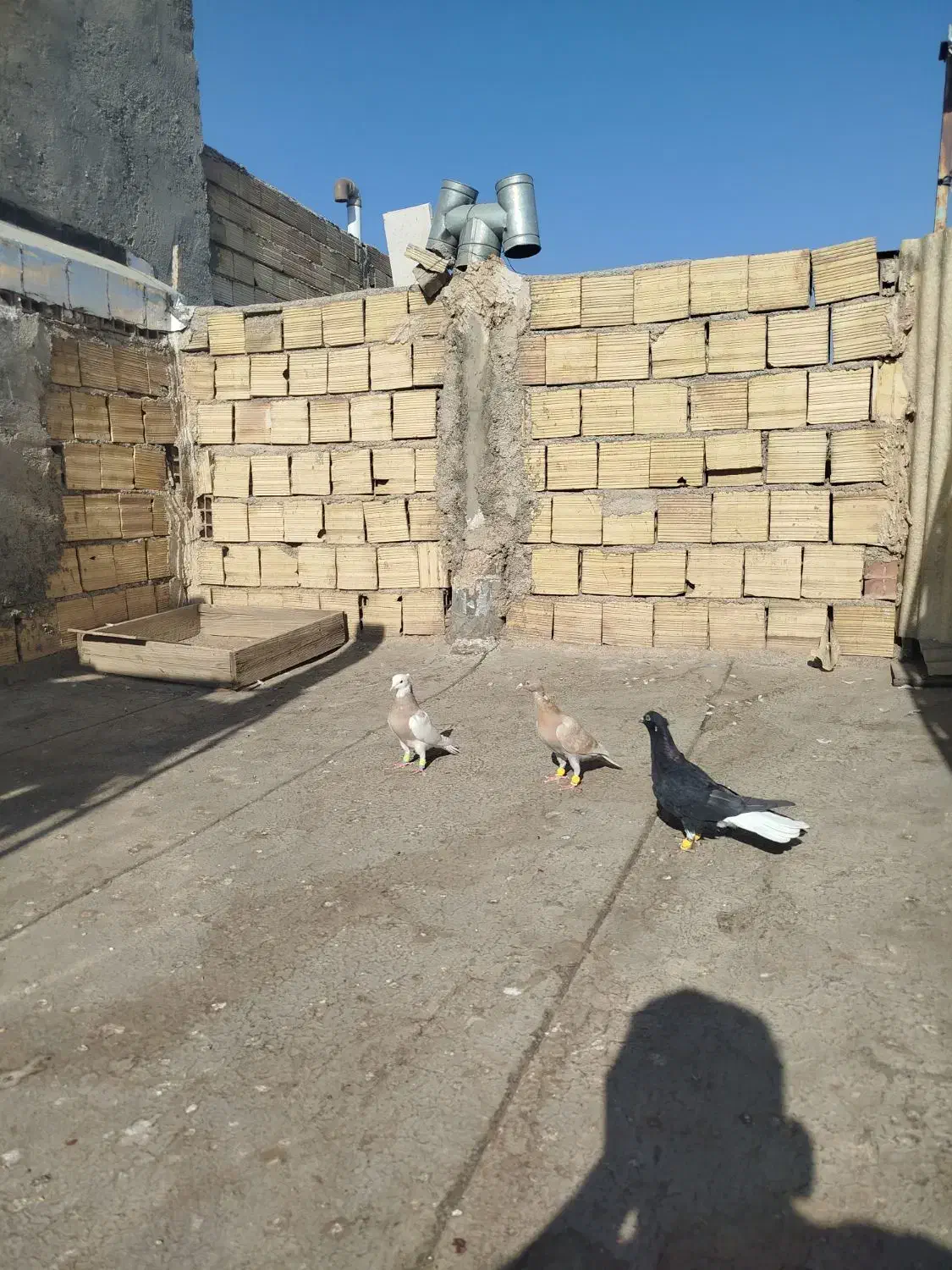 کفتر زل دم سفید طوقی هفت‌رنگ خطی|پرنده|محمدیه-قزوین, |دیوار