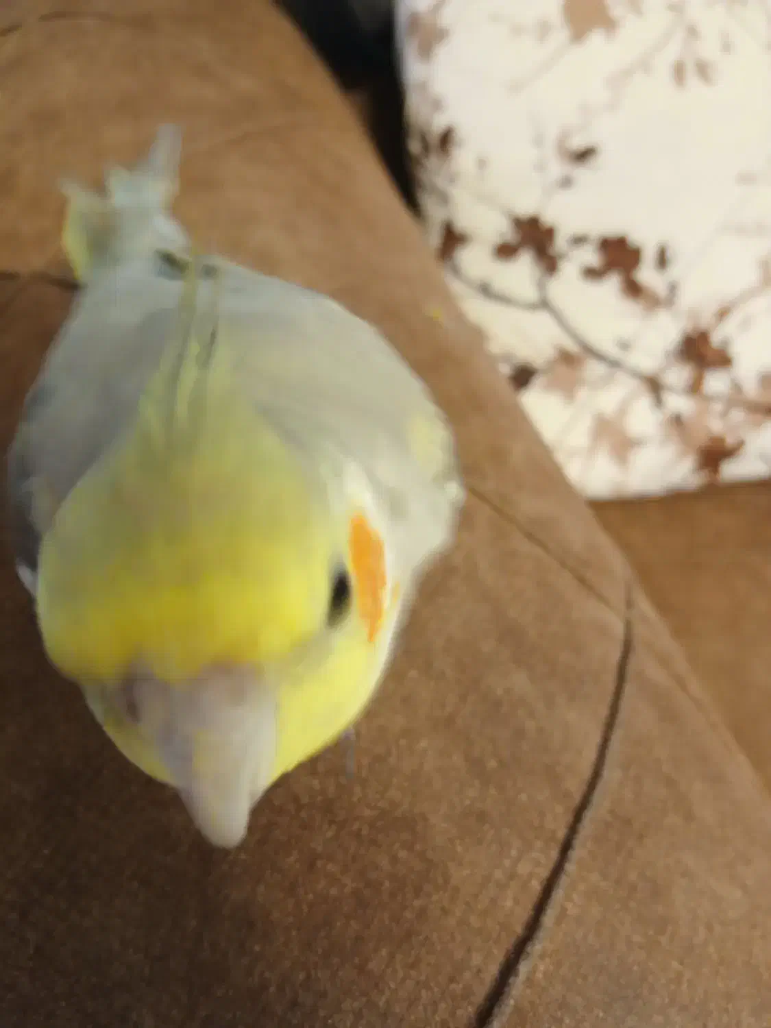 عروس هلندی|پرنده|تهران, آذربایجان|دیوار