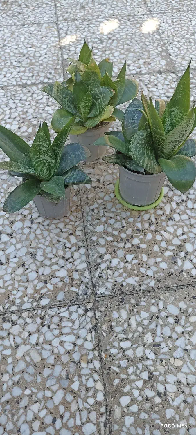 گل وگیاه|گل و گیاه طبیعی|بندرعباس, |دیوار