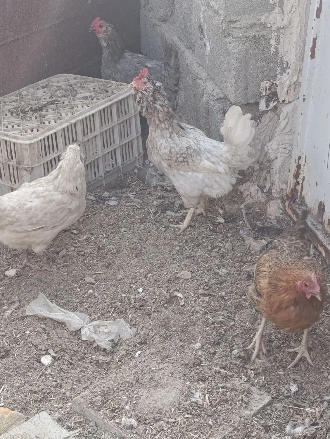 بقلمون .مرغ گلین .طوسی چناران .|حیوانات مزرعه|مشهد, امیریه|دیوار