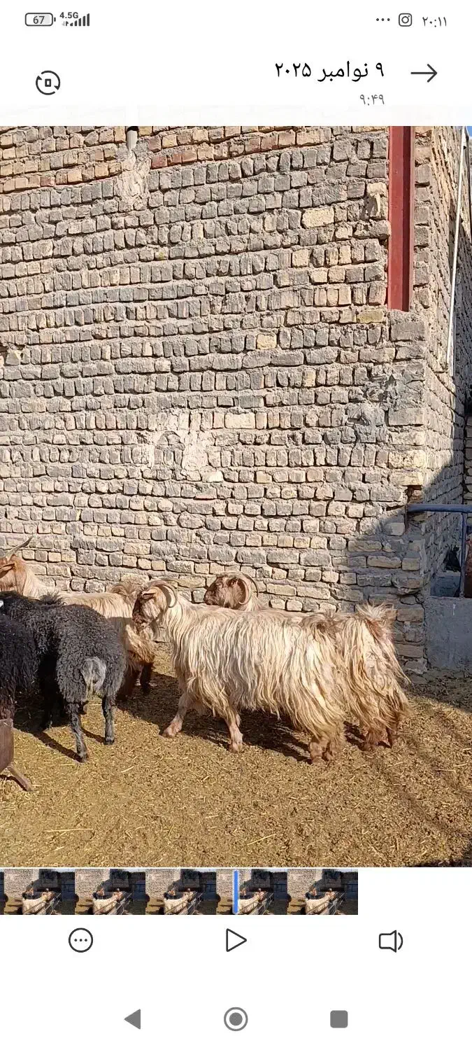 6راس بز و چپش بز|حیوانات مزرعه|جعفرآباد, |دیوار