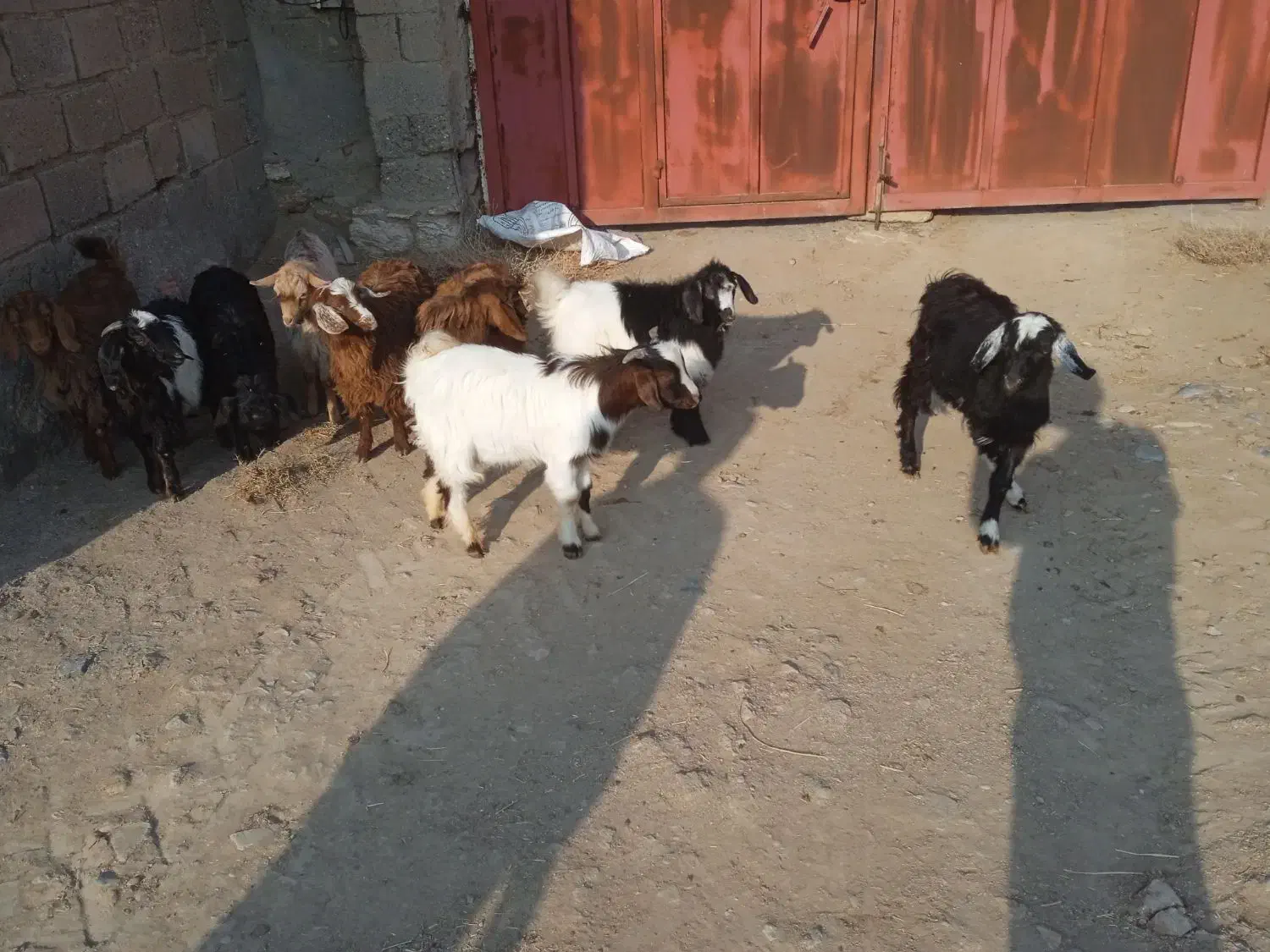 فروش بزغاله نر وماده|حیوانات مزرعه|میاندوآب, |دیوار