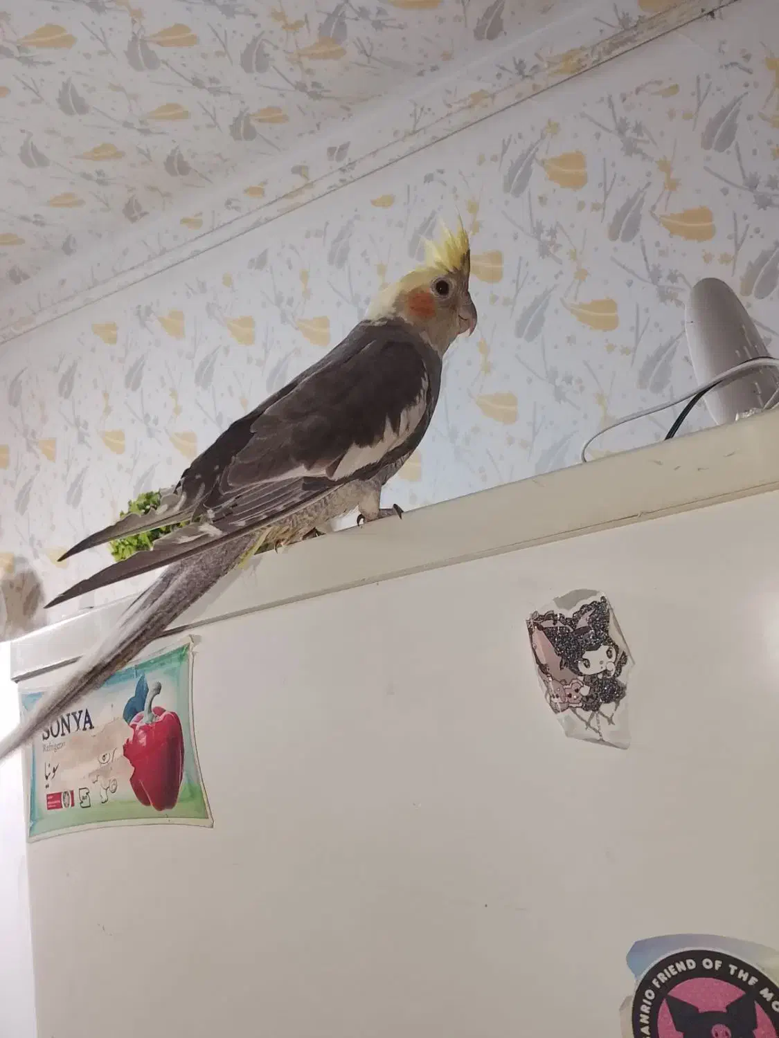 عروسهلندیسخنگو|پرنده|چهارباغ, |دیوار