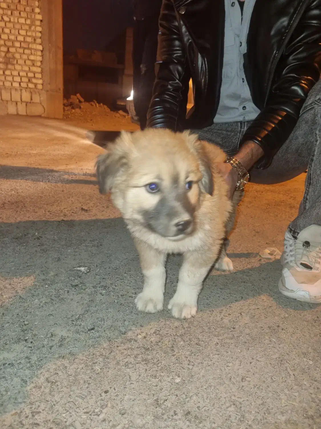 سگ پاکوتاه دستی ۶ماهه|سگ|اصفهان, جلفا|دیوار