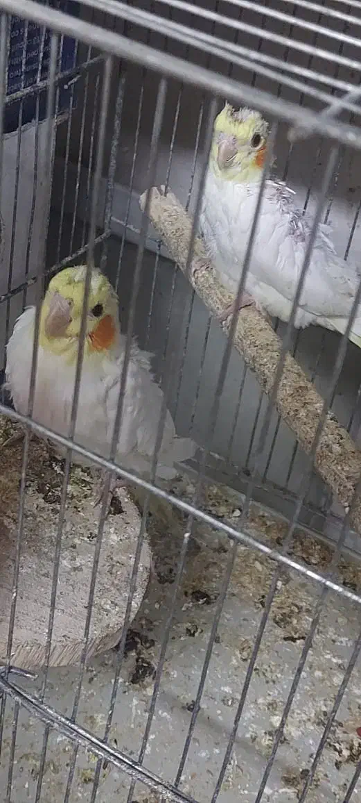 تعدادی عروس هلندی|پرنده|اصفهان, شاهد|دیوار