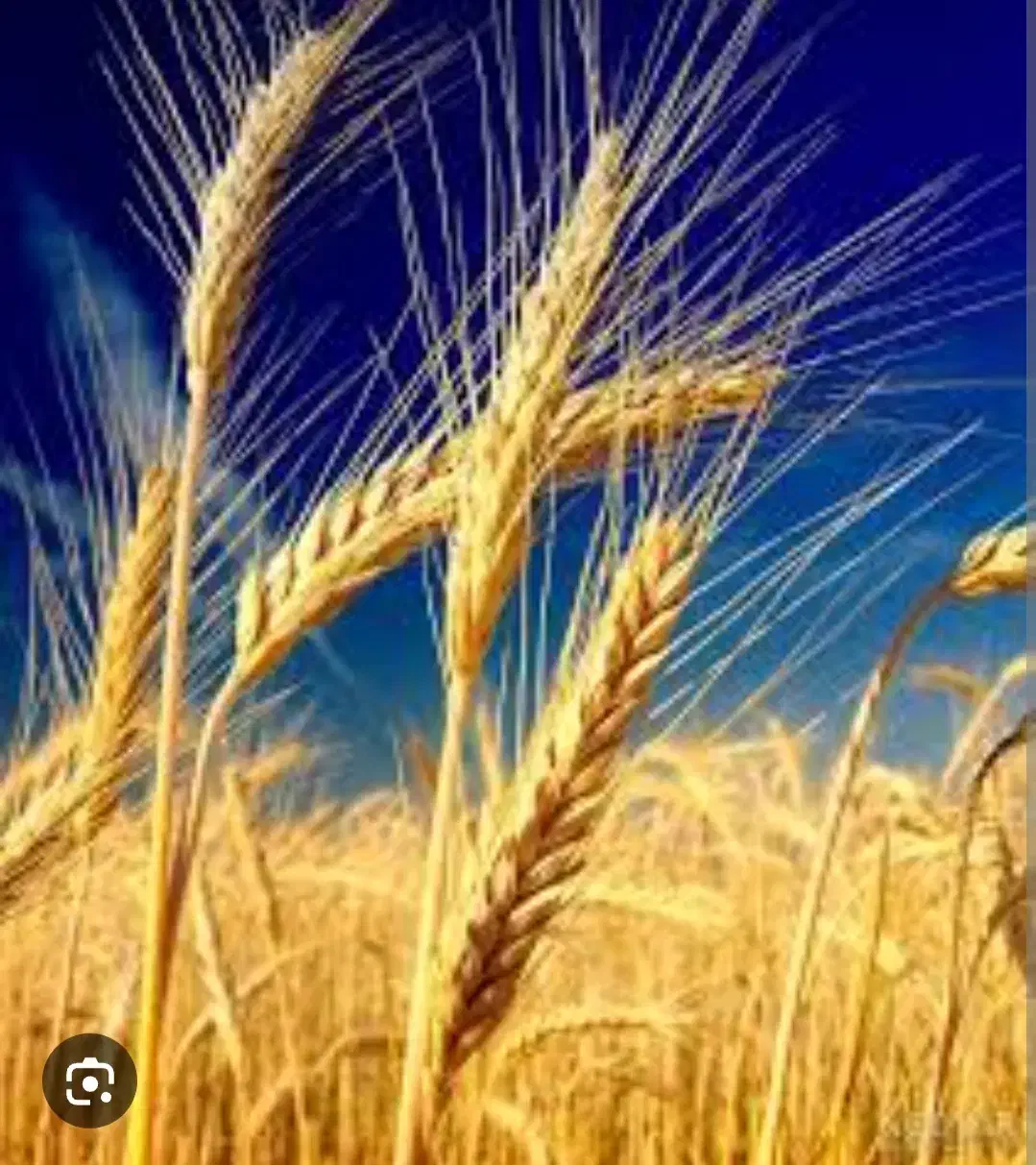 گندم بذری دره شهر|خدمات باغبانی و درختکاری|دره شهر, |دیوار