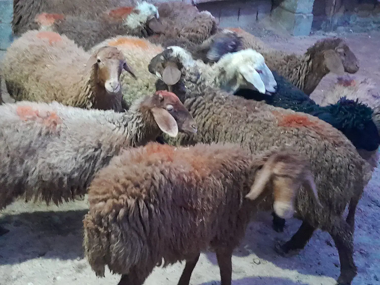 گوسفند کاور ماده|حیوانات مزرعه|سنقر, |دیوار