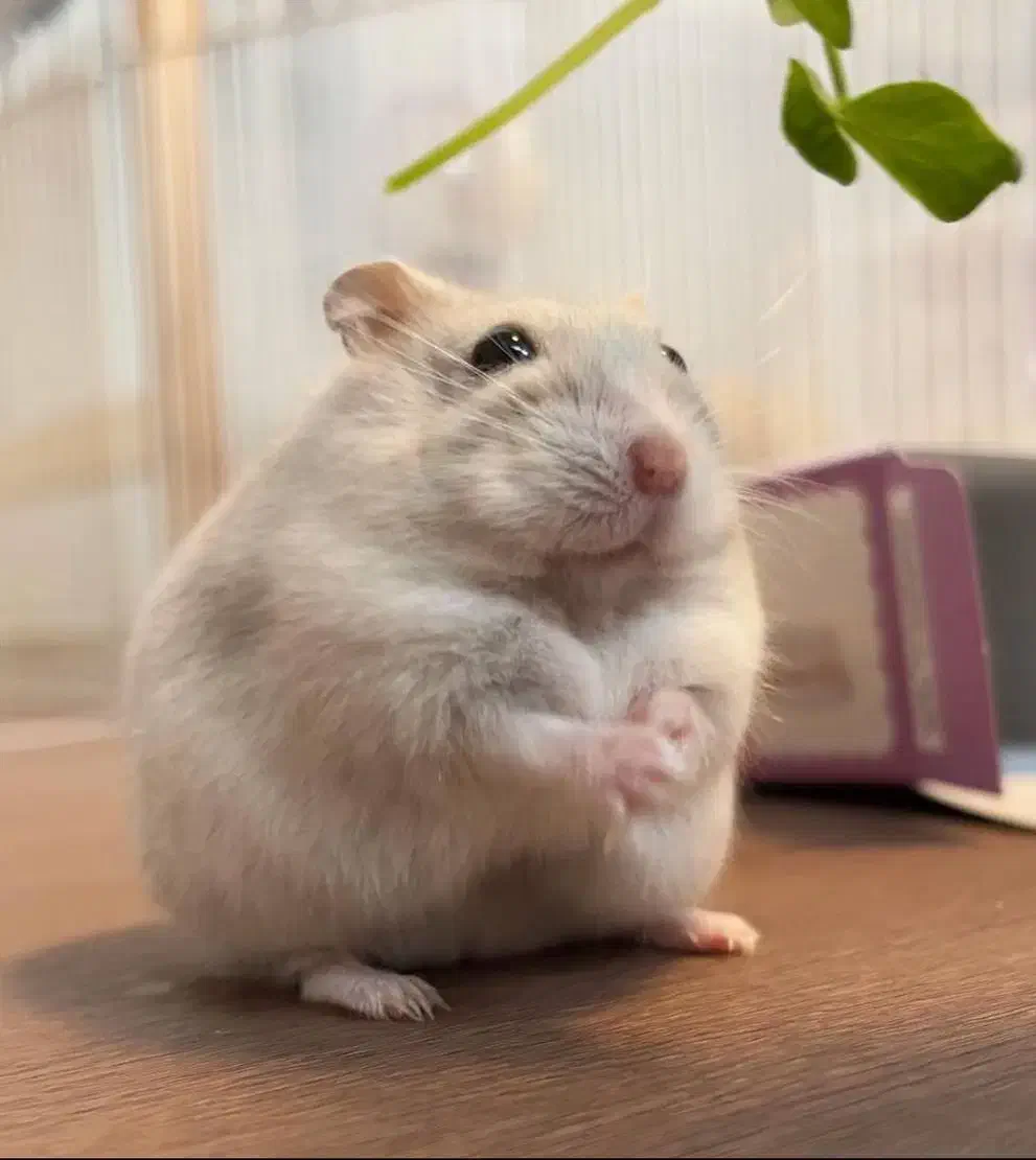 همستر کمپل|موش و خرگوش|دزفول, |دیوار