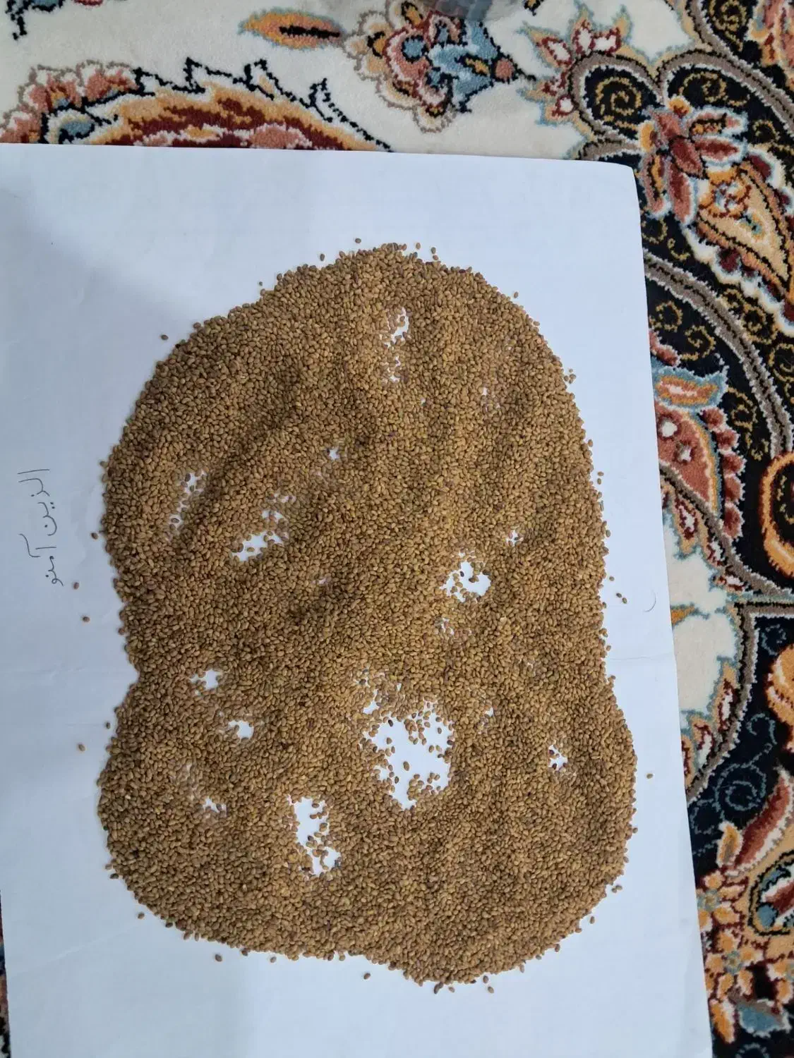 واردات بذر یونجه رنجر آمریکایی|خدمات باغبانی و درختکاری|اردبیل, |دیوار