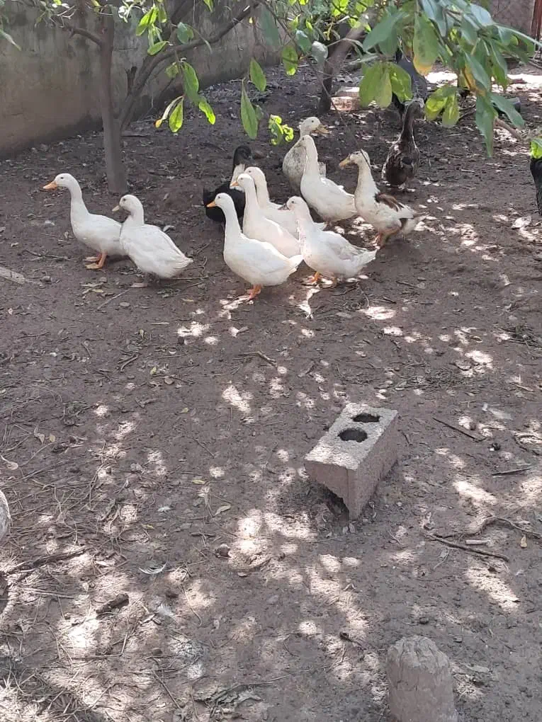 اردک مگ مگی|حیوانات مزرعه|قائمشهر, |دیوار