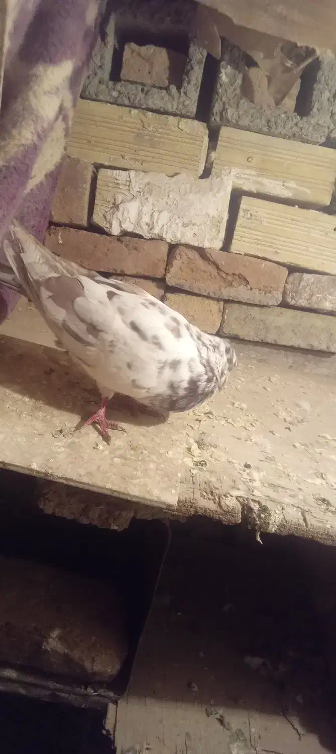 کفتر دوبر اویناخ اوچان|پرنده|پارسآباد, |دیوار