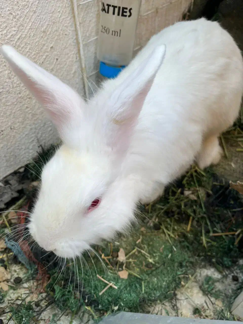 خرگوش|موش و خرگوش|پردیس, فاز ۲|دیوار