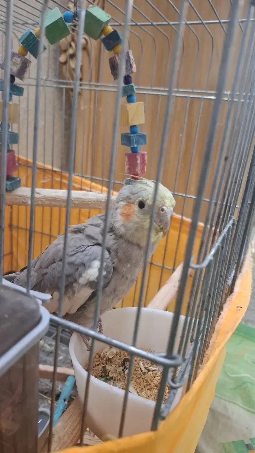 فروش عروس هلندی نر|پرنده|اسلامشهر, مظفریه|دیوار