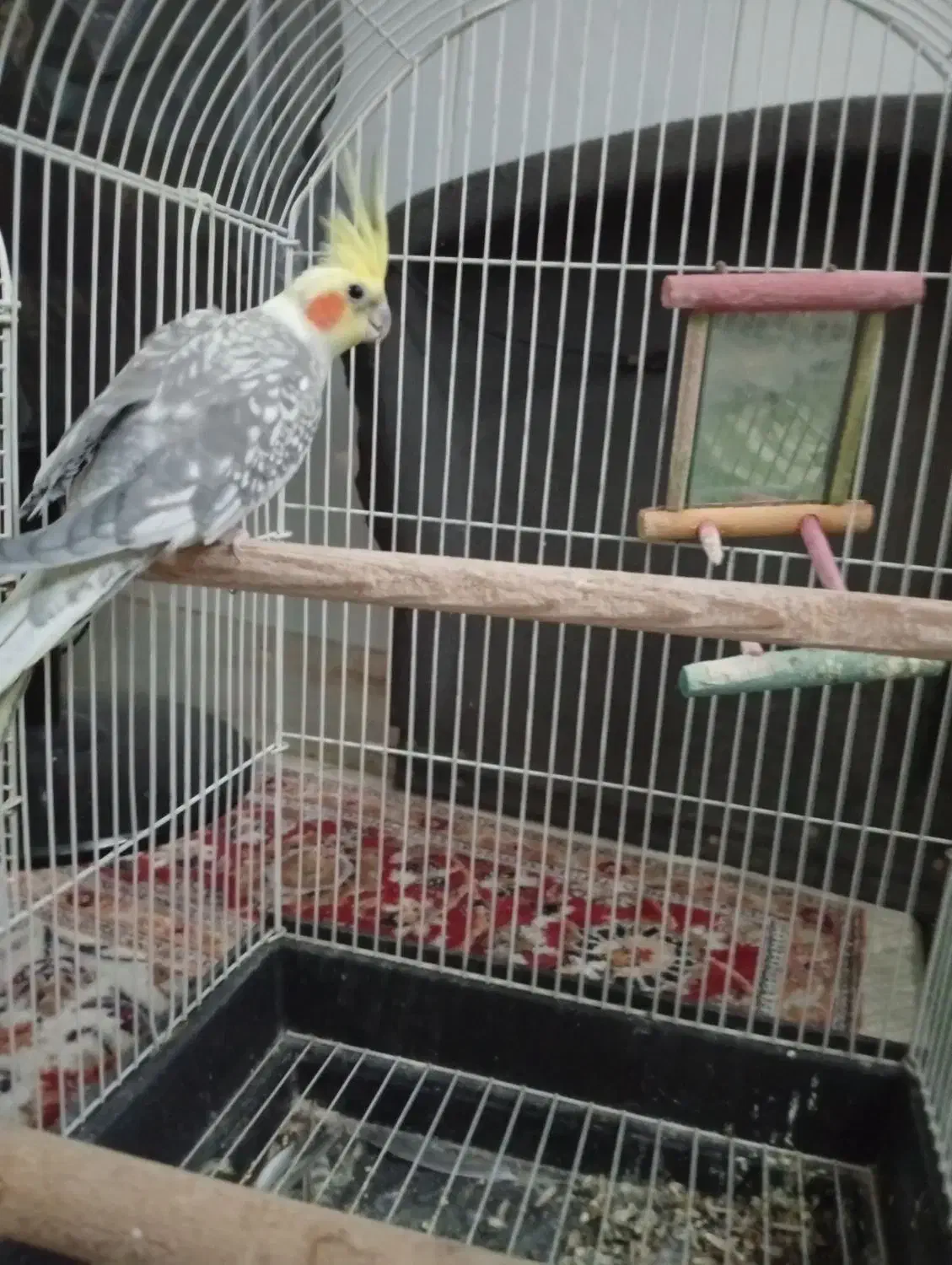 عروس هلندی|پرنده|اردکان, |دیوار