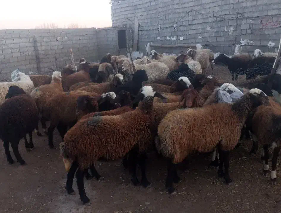 گوسفند و بره نر و ماده|حیوانات مزرعه|اردبیل, |دیوار