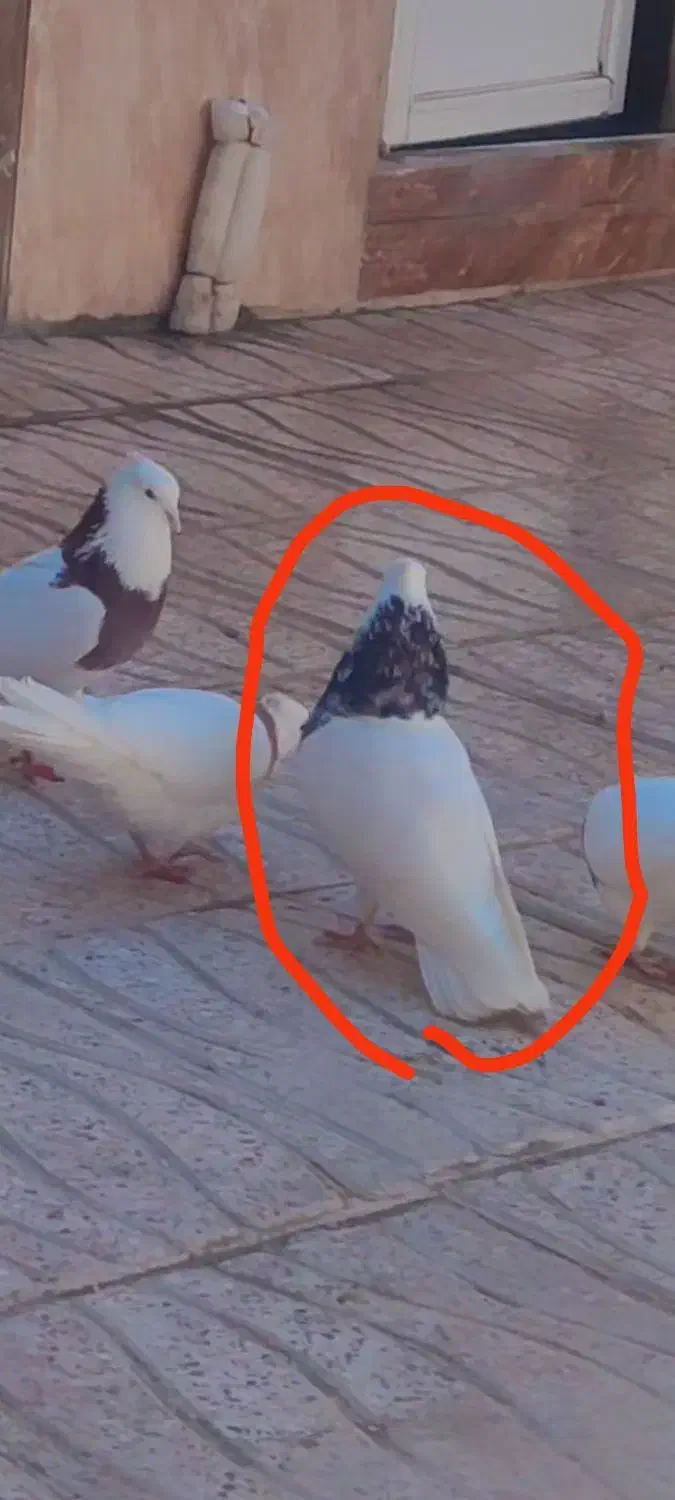 کبوتر|حیوانات|کرمانشاه, |دیوار