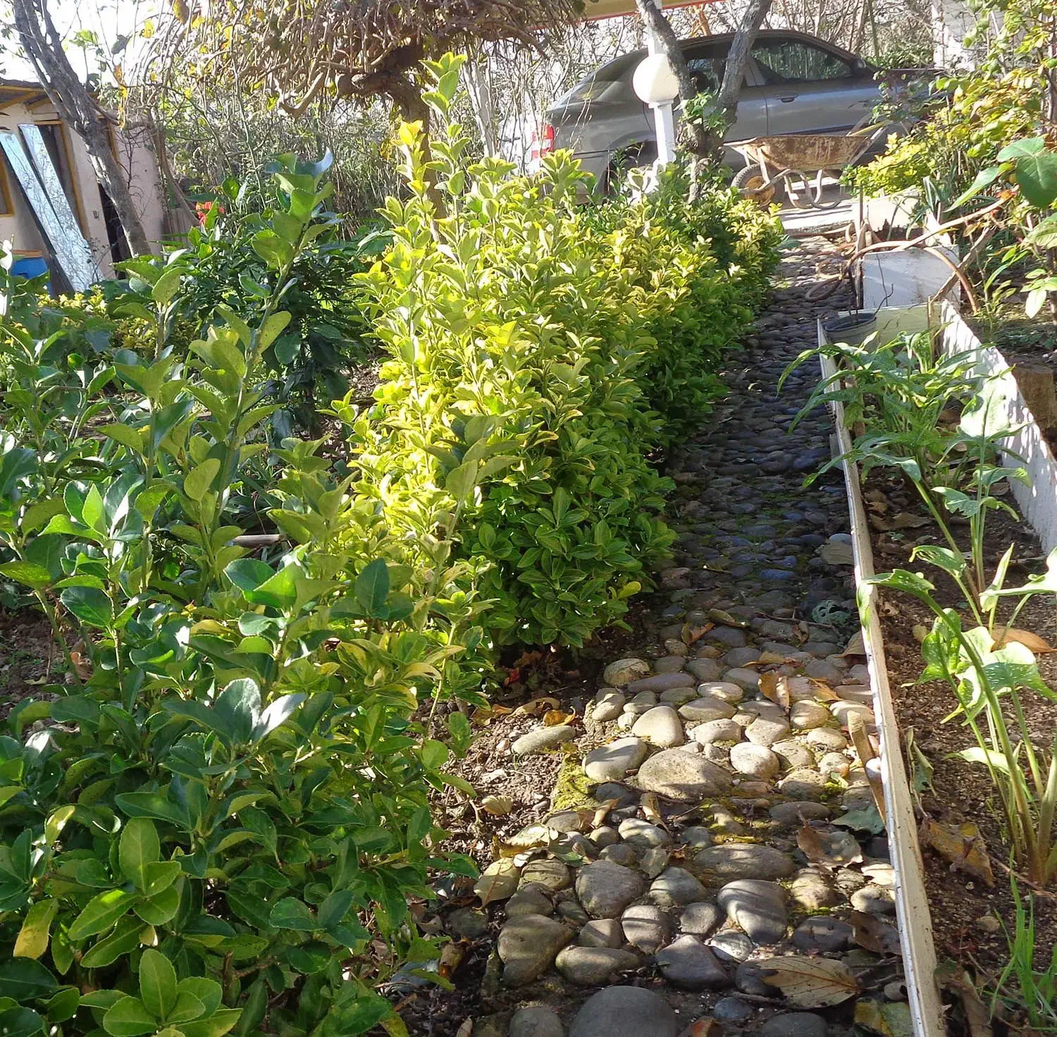 شمشاد طلایی و معمولی|گل و گیاه طبیعی|کیاشهر, |دیوار