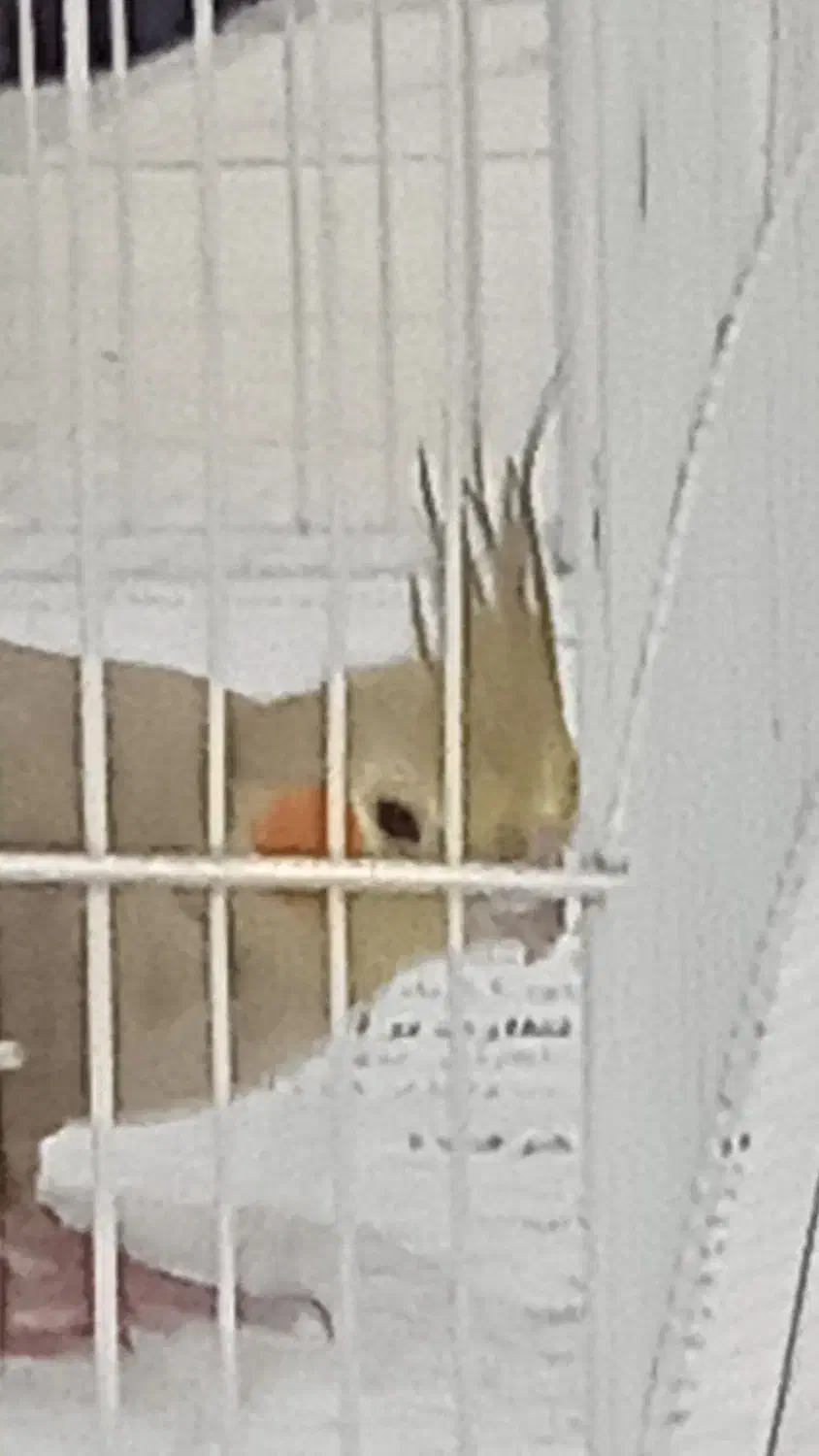 عروس هلندی ماده تخم گذار|پرنده|رشت, معلولین|دیوار