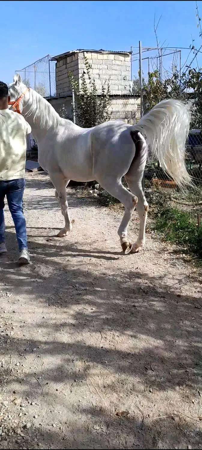اسب سیلمی زیبا|اسب و تجهیزات اسب‌سواری|اردبیل, |دیوار
