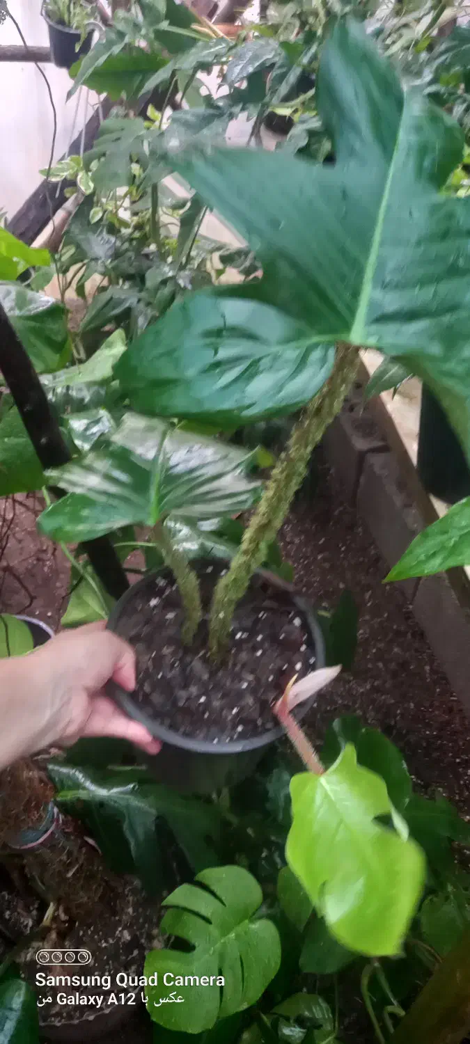 گل های آپارتمانی|گل و گیاه طبیعی|کتالم و سادات شهر, |دیوار