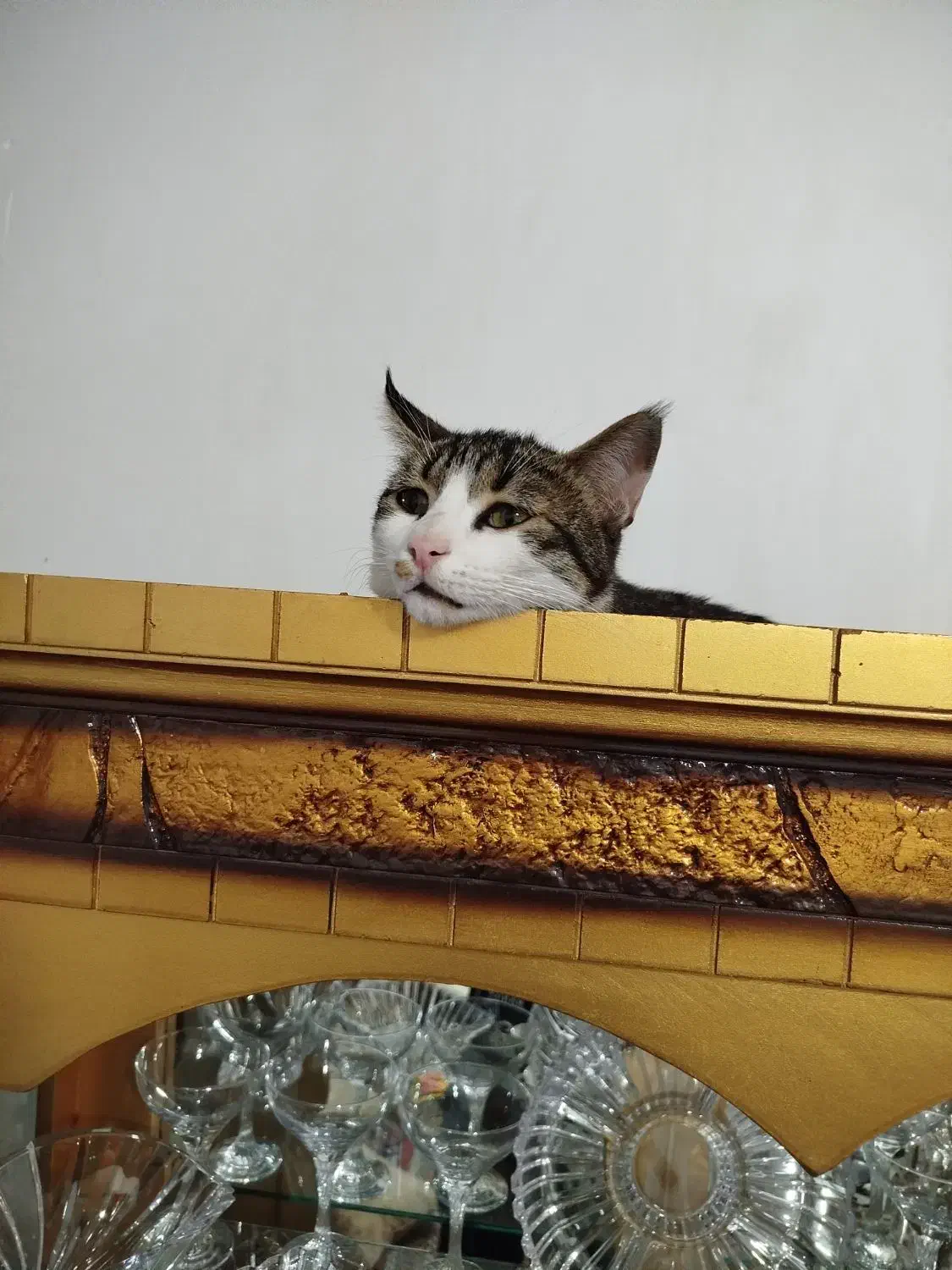 واگذاری گربه ی خانگی (رایگان)|گربه|بجنورد, |دیوار