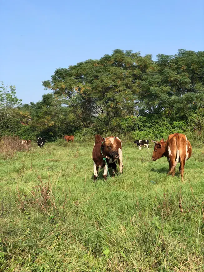 ورزا کوله تن دار|حیوانات مزرعه|رشت, شهرک صبا|دیوار