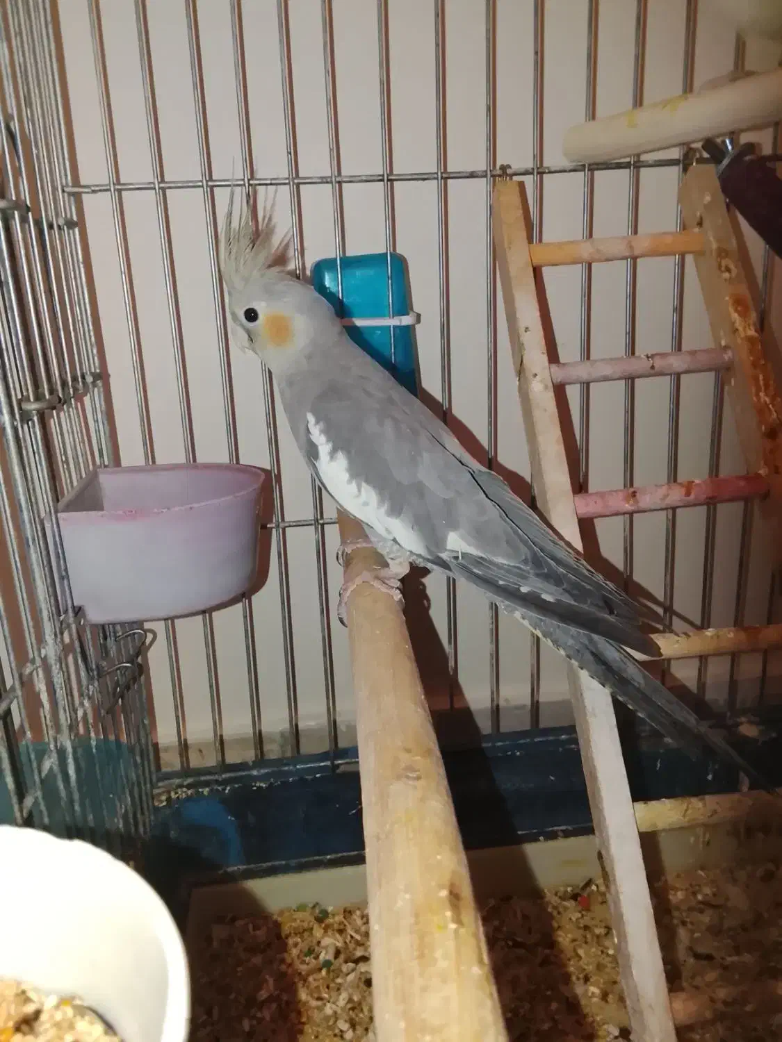 عروس هلندی جفت|پرنده|تهران, باغ خزانه|دیوار