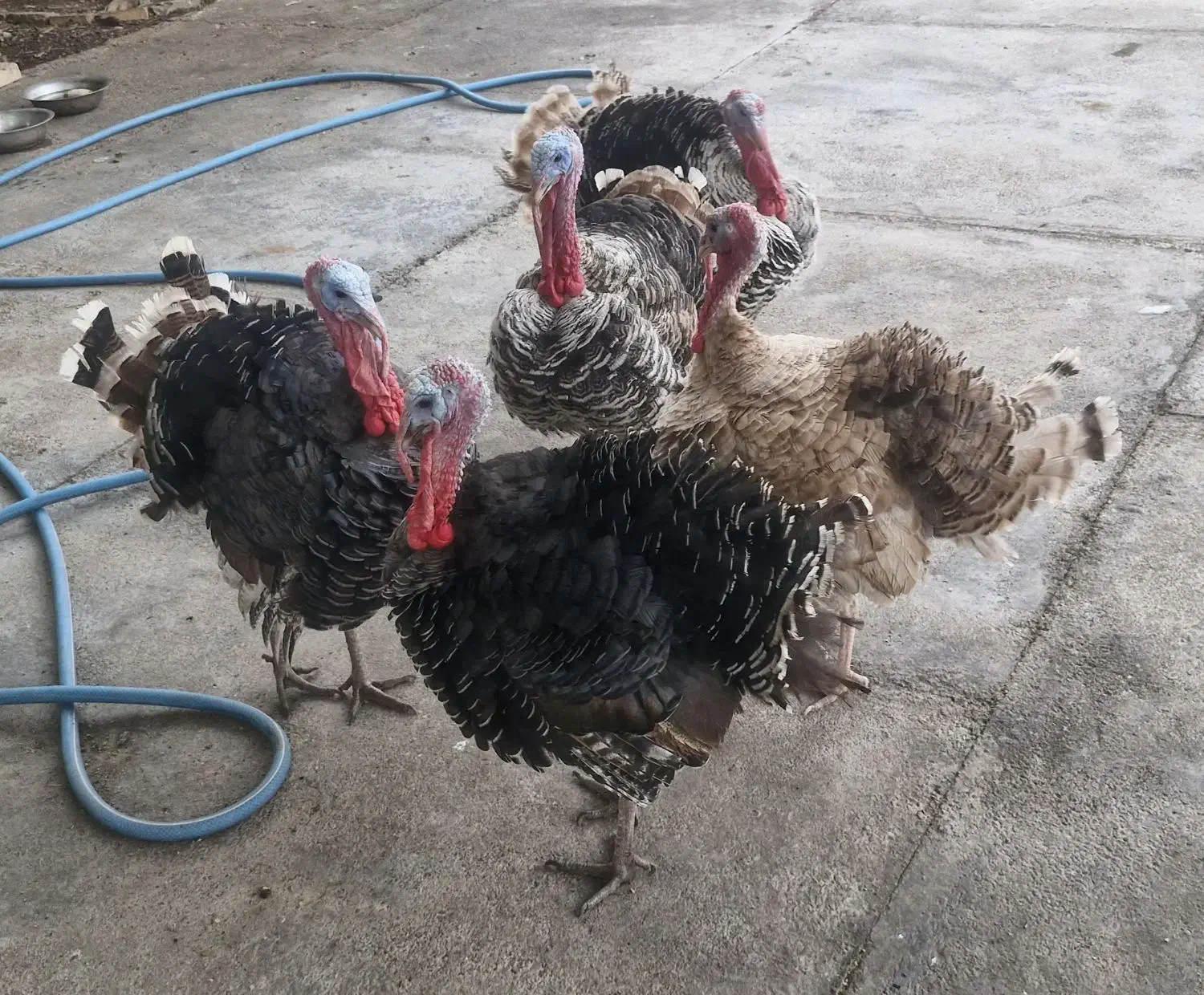 فروش بوقلمون ،با تخفیف پای معامله|پرنده|اندیمشک, |دیوار