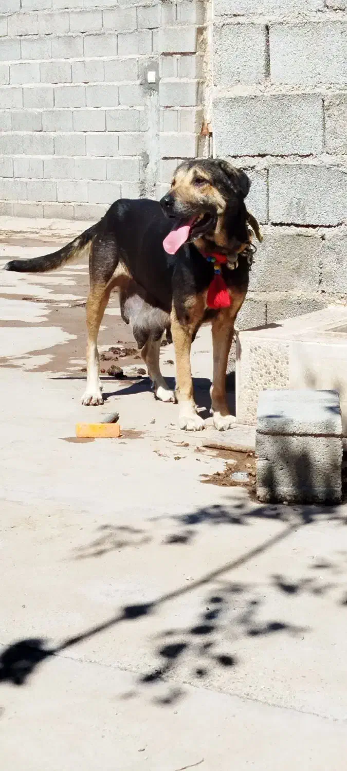 سگ پژدر|سگ|دزفول, |دیوار