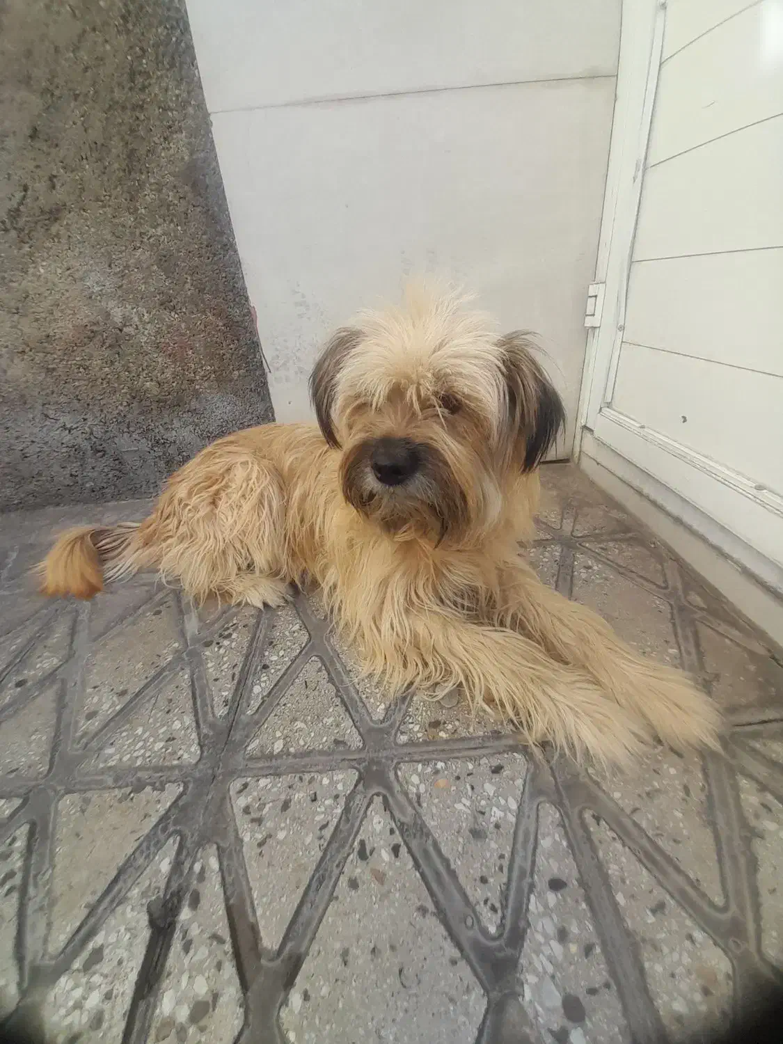 حیوانات خانگی|سگ|اسدآباد, |دیوار