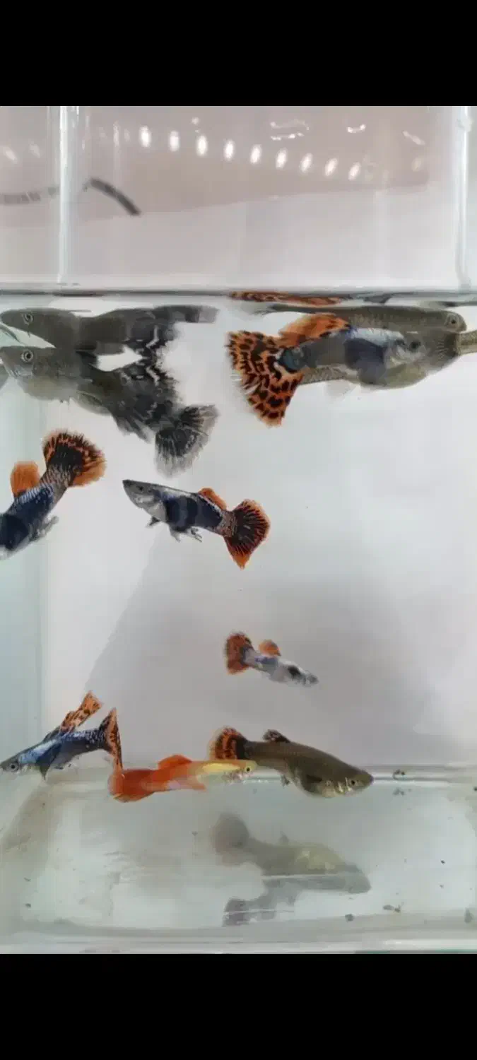 ماهی گوپی بیگ ایر|ماهی|اصفهان, ارزنان|دیوار