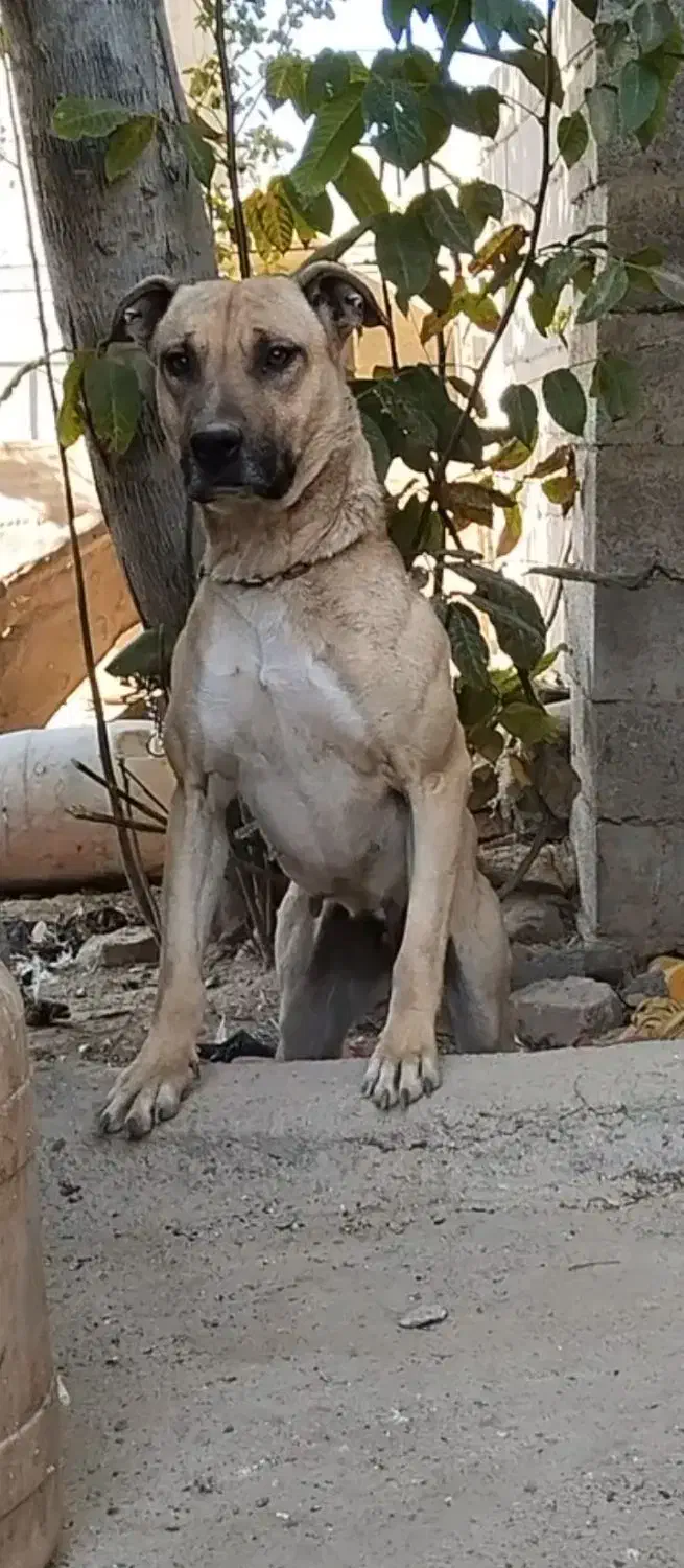 ماده شکاری|سگ|خرمآباد, |دیوار