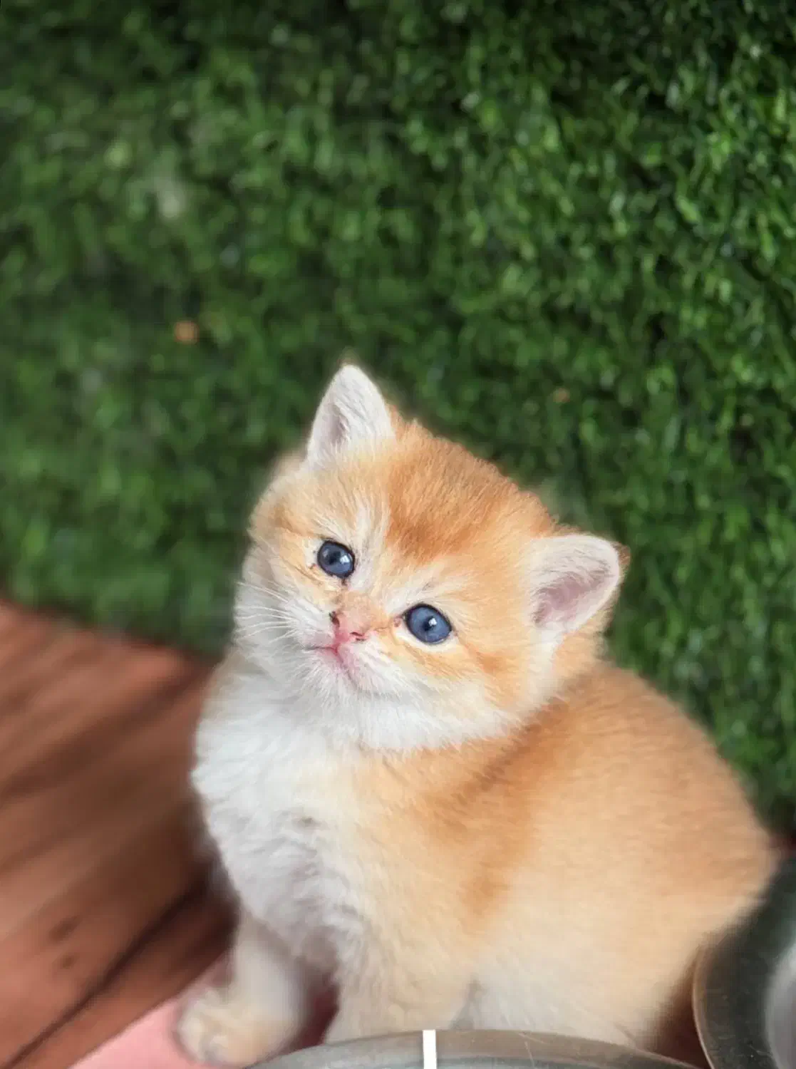 بریتیشny12|گربه|اهواز, کیانپارس |دیوار