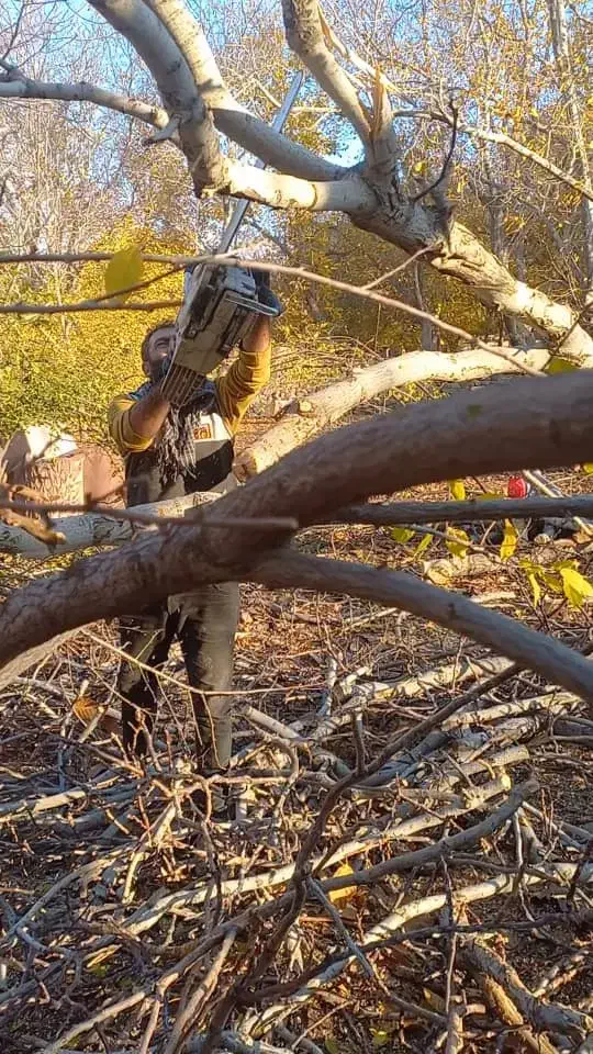 درخت و چوب باغی خریداریم|خدمات باغبانی و درختکاری|آذرشهر, |دیوار