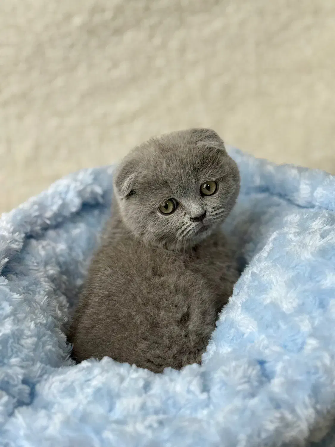 گربه اسکاتیش و بریتیش با رنگ بلو|گربه|تهران, آسمان|دیوار