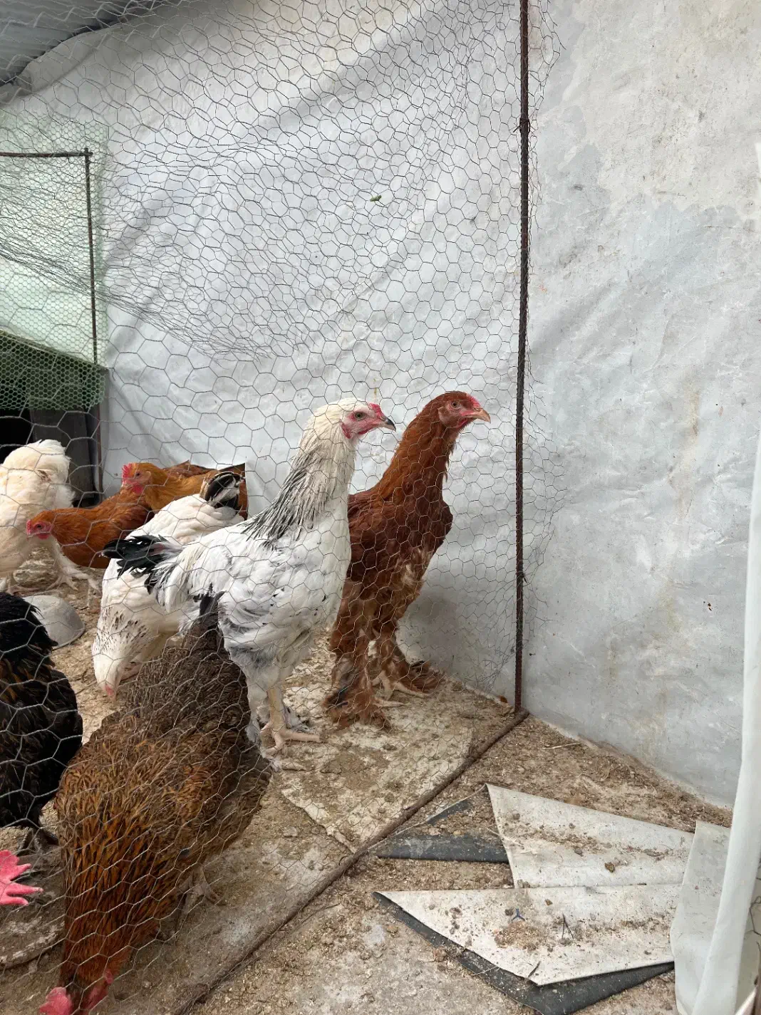 مرغ برهما بالغ آماده تخم گذاری|حیوانات مزرعه|آمل, |دیوار