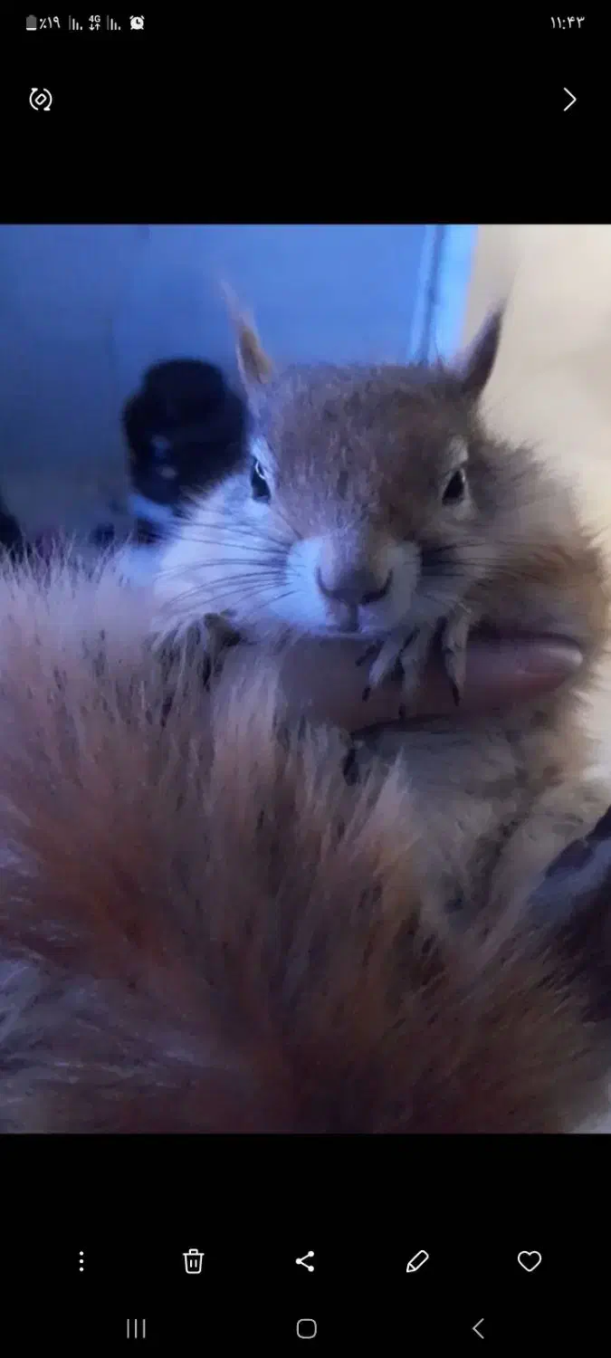 چینچیلای نر|موش و خرگوش|اهواز, زیتون کارگری|دیوار