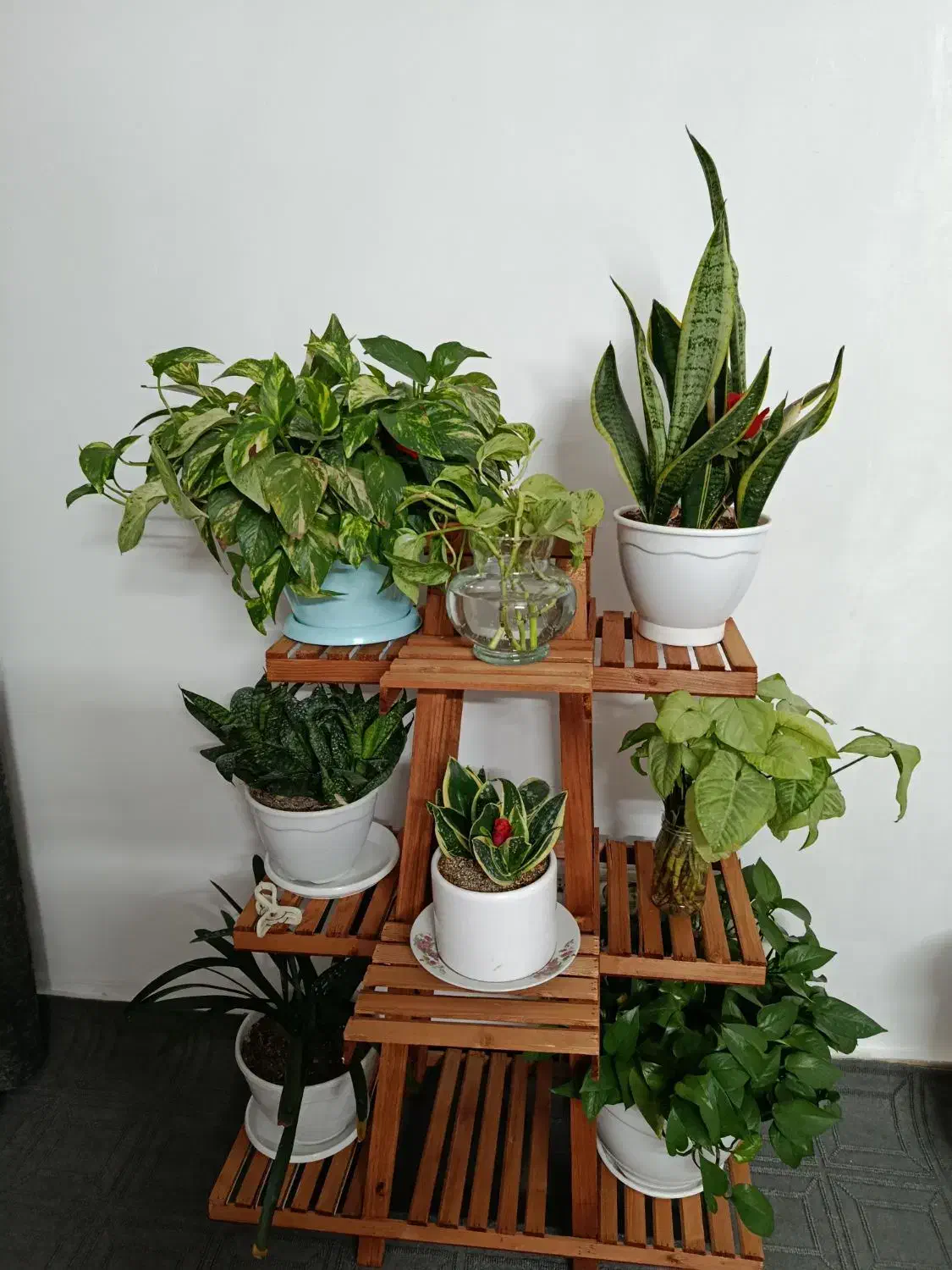 گل زیبا|گل و گیاه طبیعی|طرقبه, |دیوار