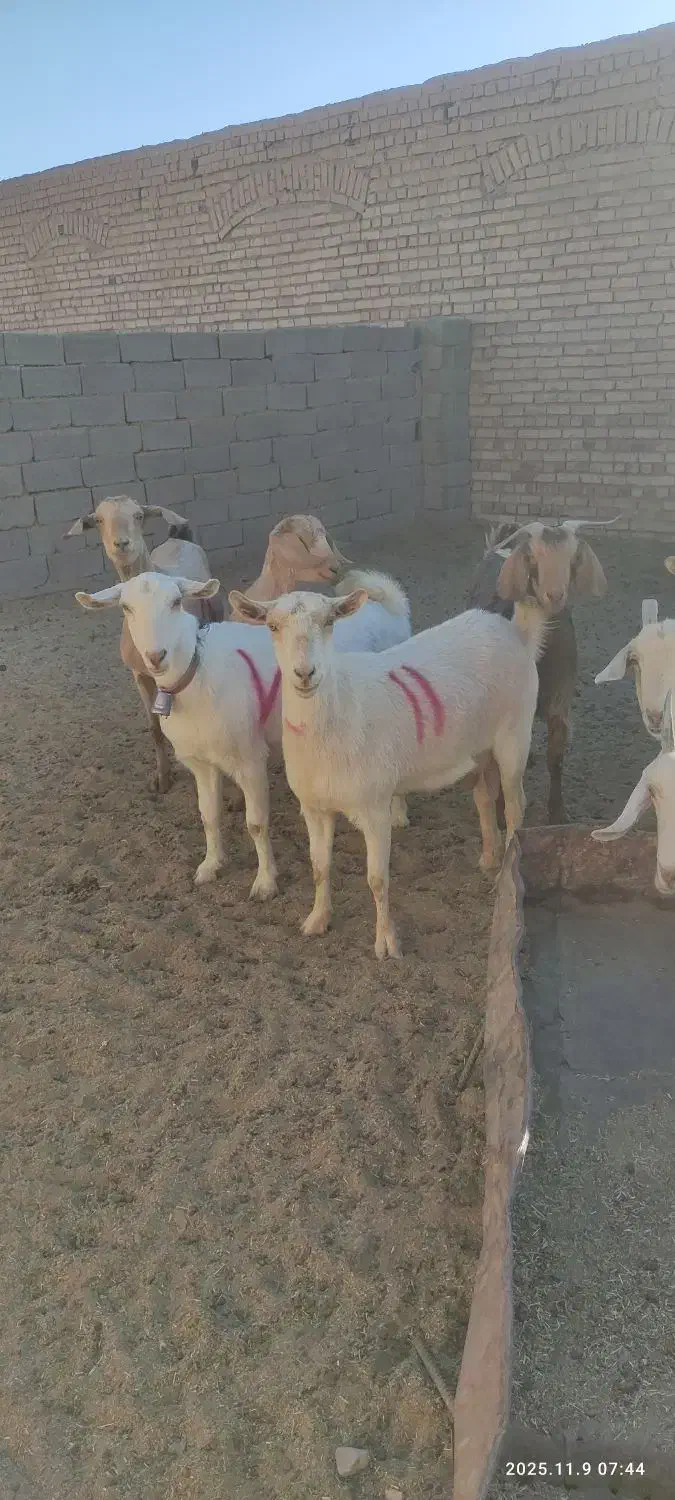 بزسانن|حیوانات مزرعه|درمیان, |دیوار