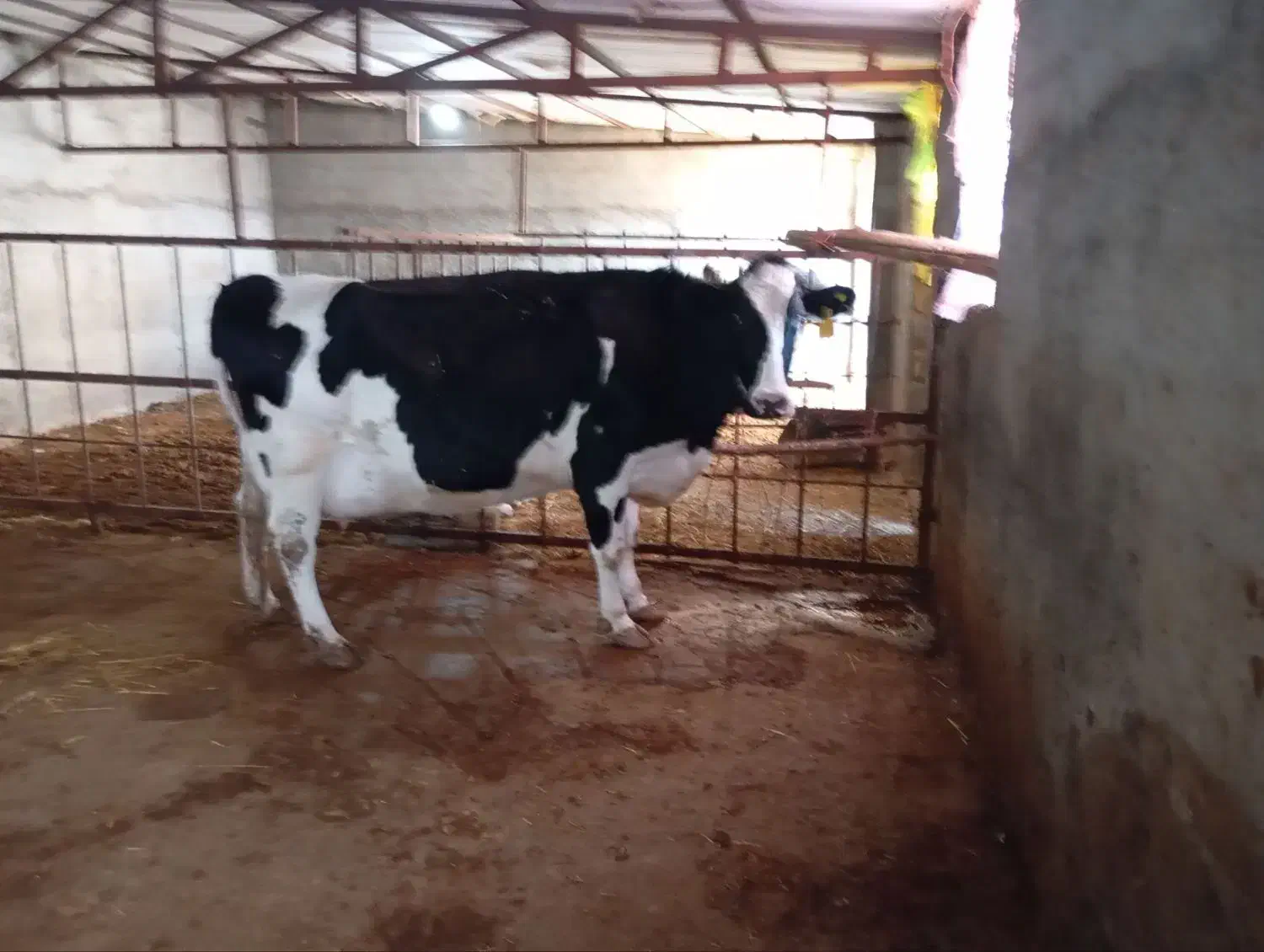 گوساله و گاو شیری|حیوانات مزرعه|آشخانه, |دیوار