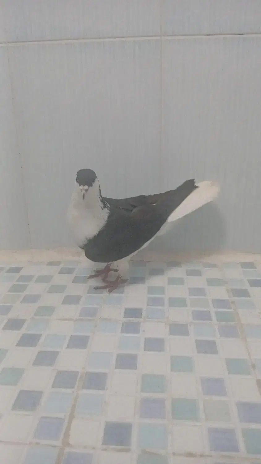 شیراز خوشگل|پرنده|کرمان, |دیوار