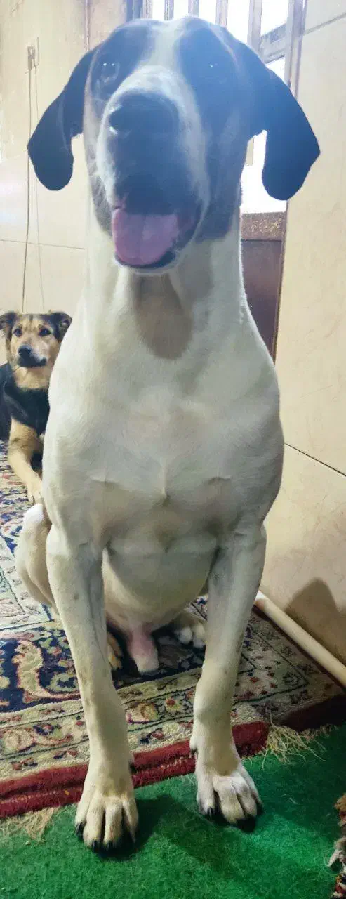 مهربون و تک شناس|سگ|مشهد, نوده|دیوار