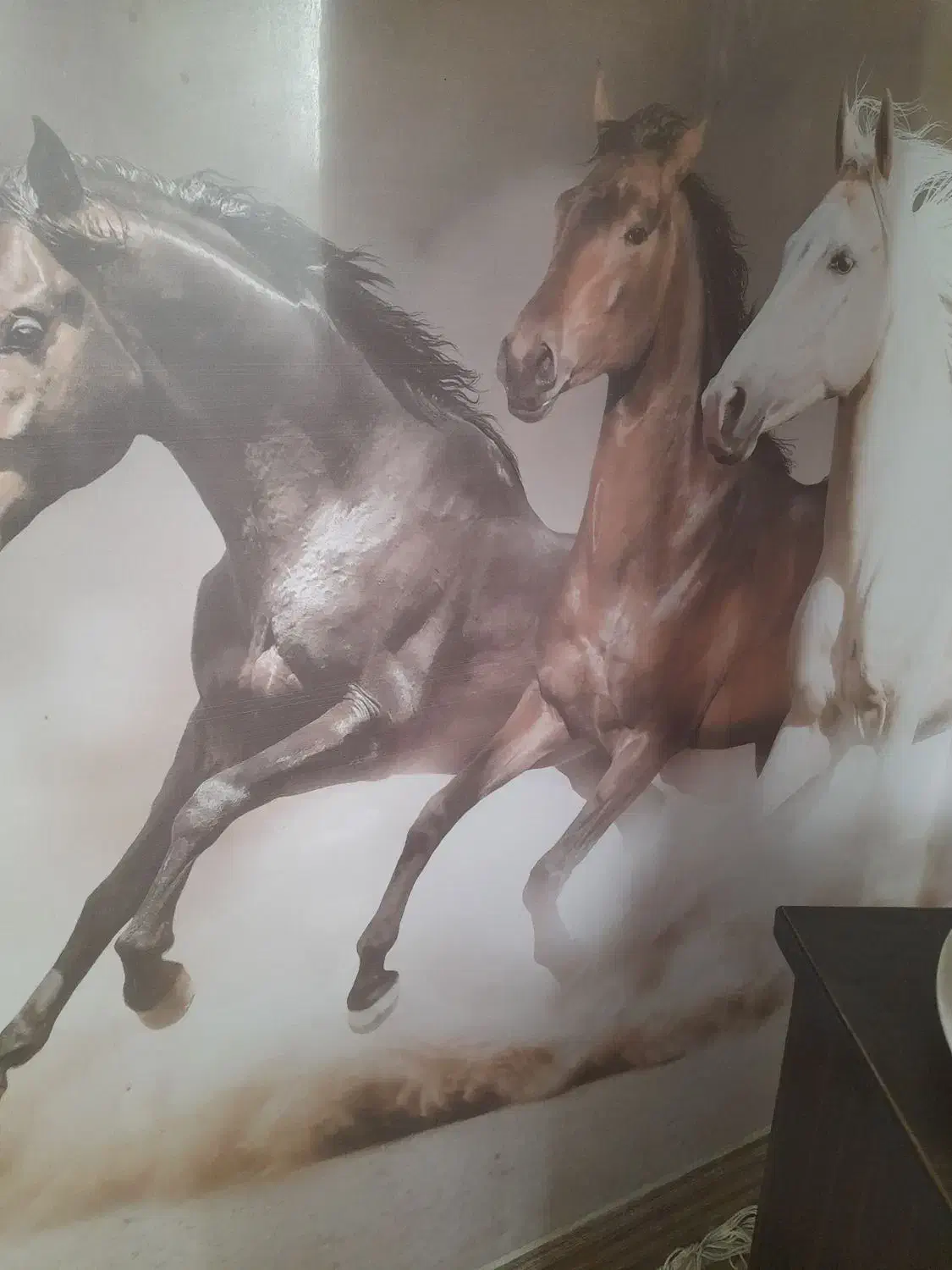 چندتا کره و ی نربز سانن|حیوانات مزرعه|اقلید, |دیوار